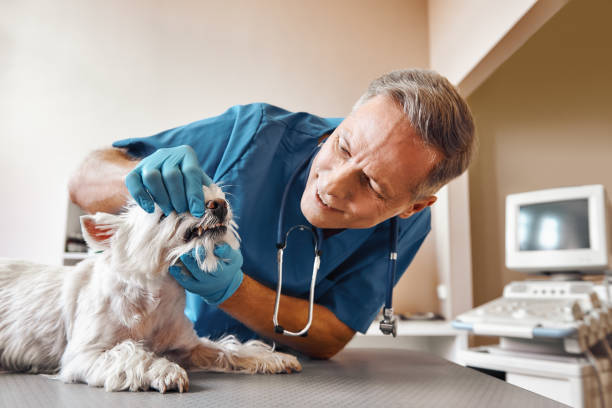 Best Emergency Tooth Extraction in Ponder, TX